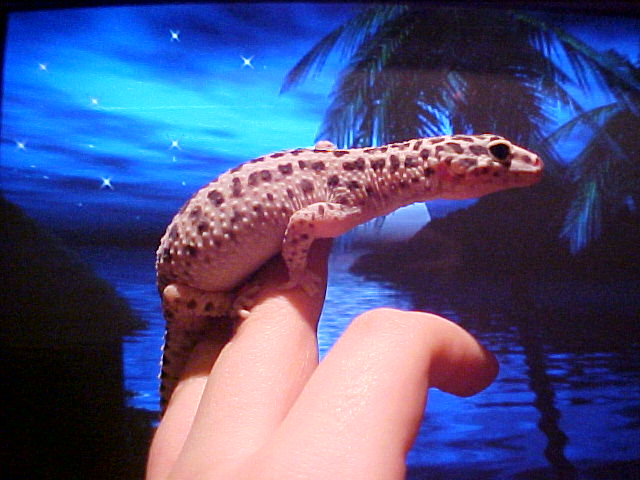 Roxy reverse stripe female