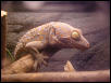 Chester, king of his tank