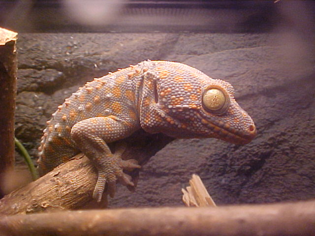 Chester, king of his tank