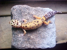 Hypo tang juvi
