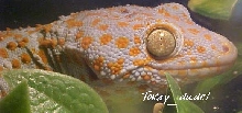Tokay sig