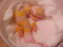 Baby Tang albino