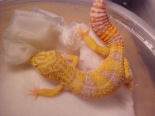 Tang albino male