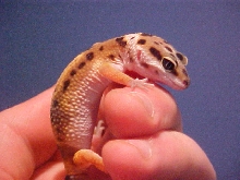 New Leo!