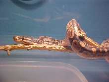 New baby male BP