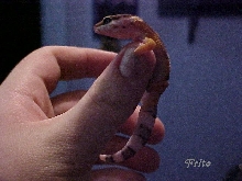 Frito on my thumb