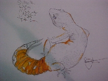 super hypo carrot tail drawing by me