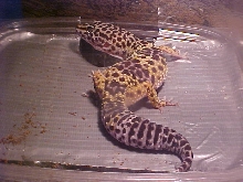 New Leo!