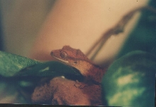Little Crested