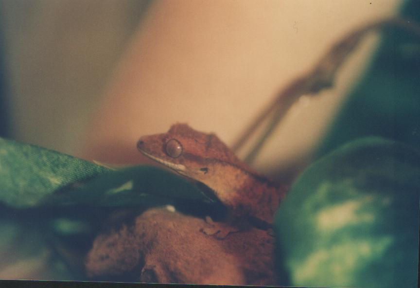 Little Crested
