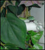 Anole eater