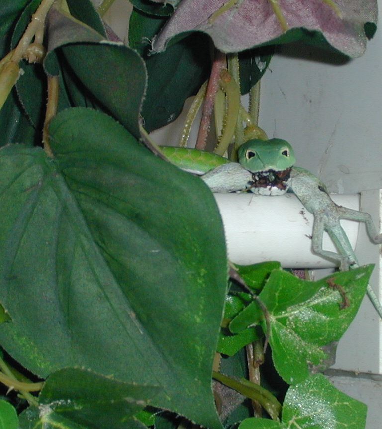 Anole eater