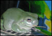 Frogs and Anoles