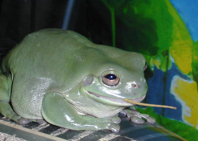 Frogs and Anoles