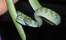 Ahaetulla mycterizans