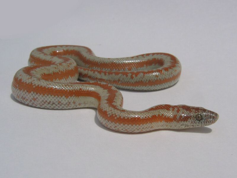 Rosy Boa 1