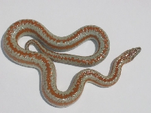 Rosy Boa 2