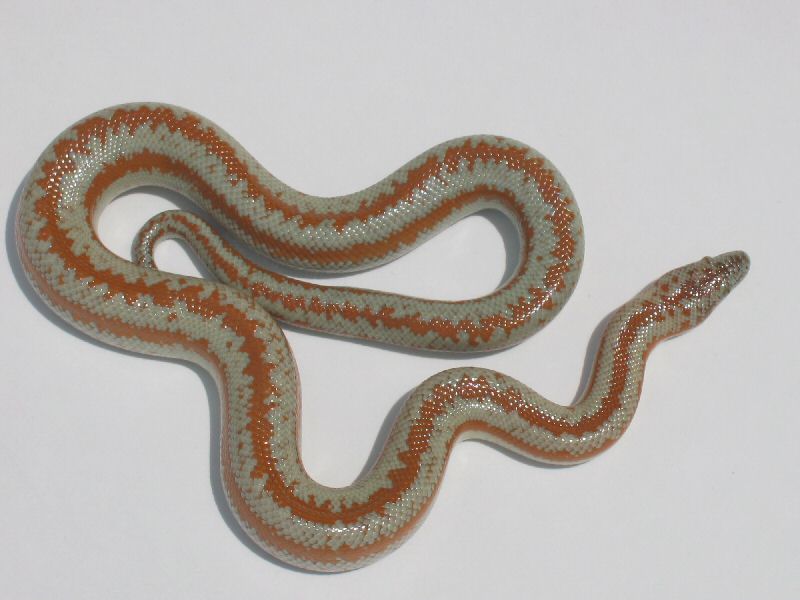 Rosy Boa 2