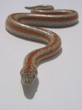 Rosy Boa 3