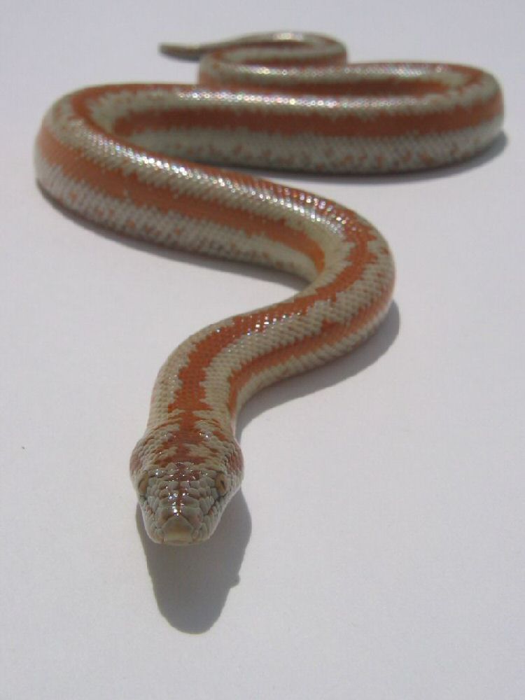 Rosy Boa 3