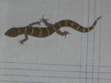 TX Banded Gecko Brown Rd Male