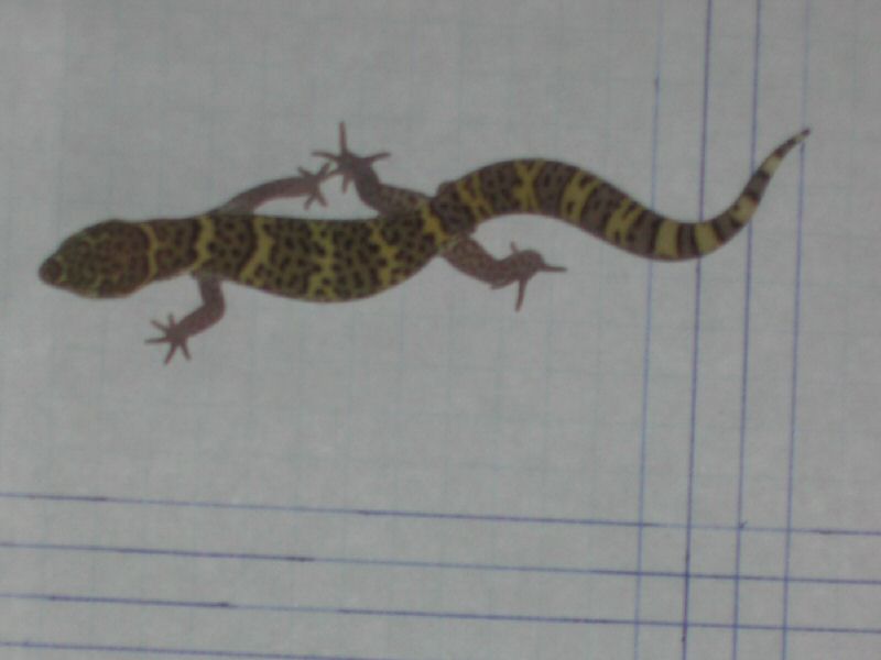 TX Banded Gecko Brown Rd Male