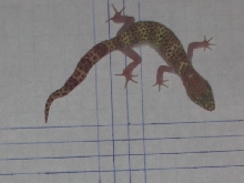 TX Banded Gecko Black Gap Female