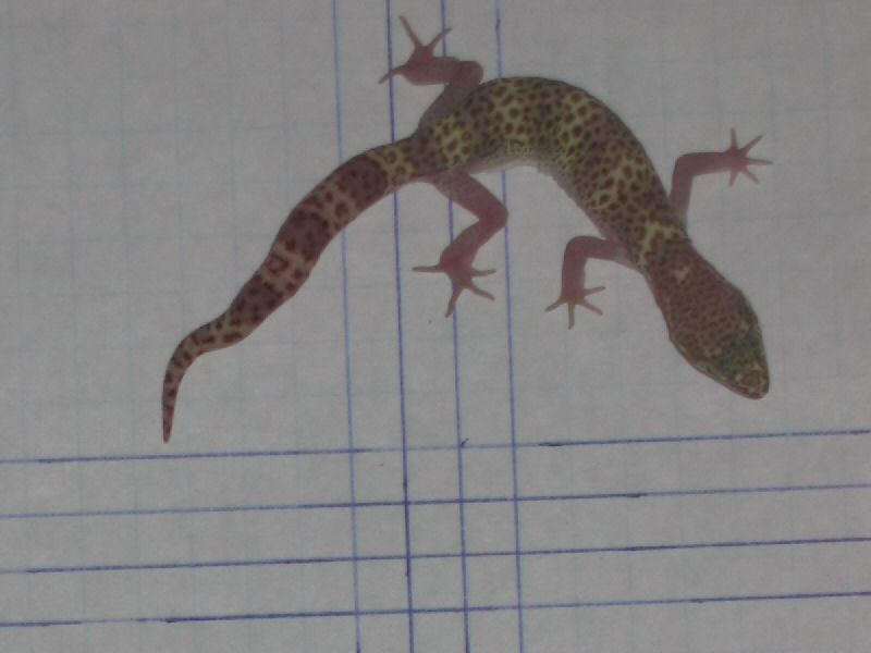 TX Banded Gecko Black Gap Female