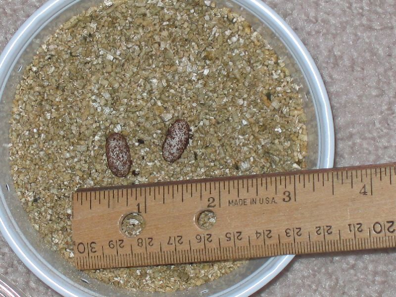TX Banded Gecko Eggs 28 Feb 2009