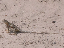 Female Reticulated Collared Lizard