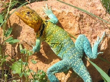 Wichita NWR Male