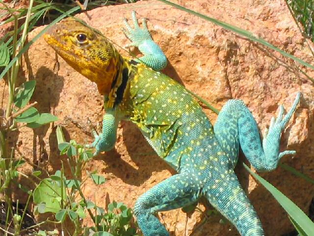 Wichita NWR Male