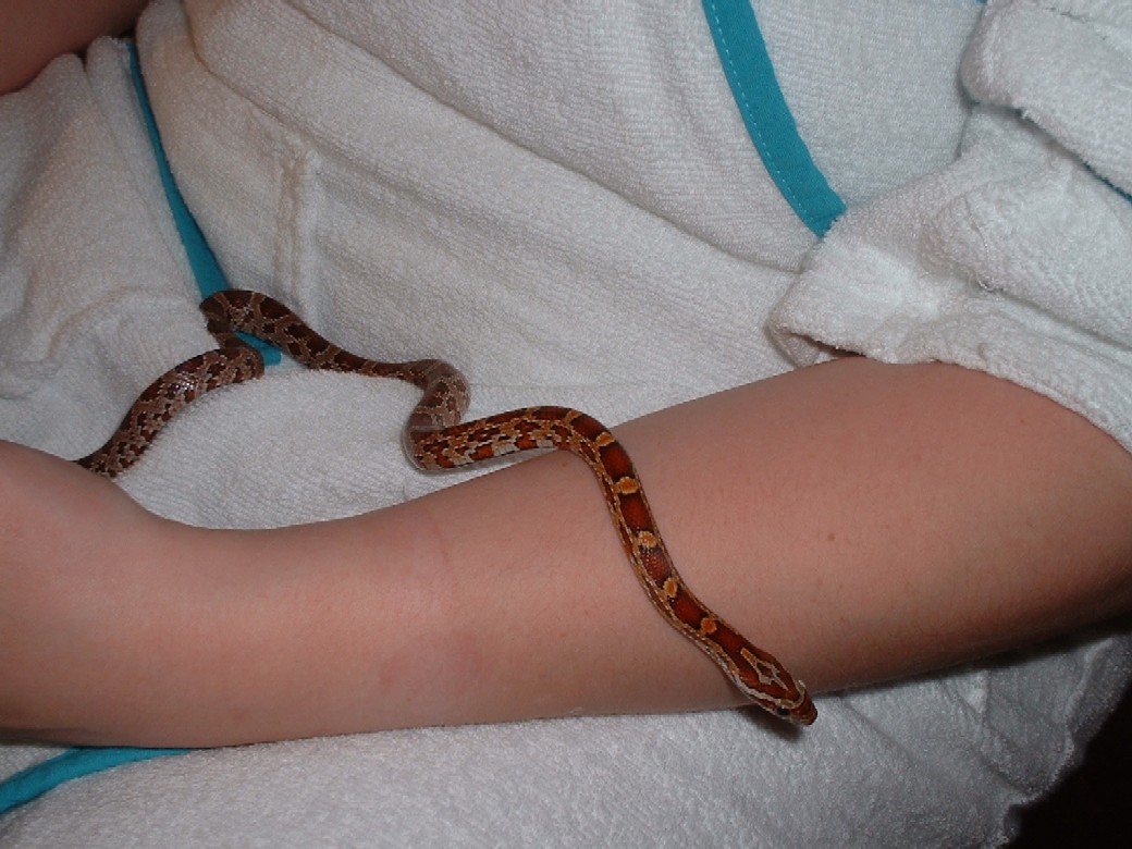 wifes young corn