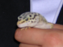 Lily