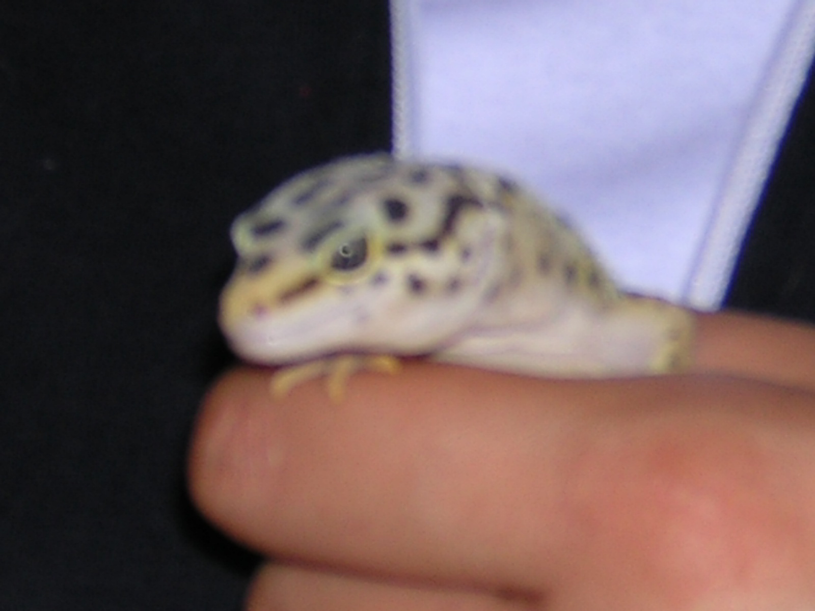Lily