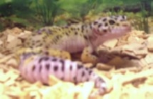 Lily