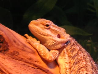 Oz - 4 months