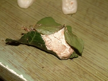 Cocoon ID please?