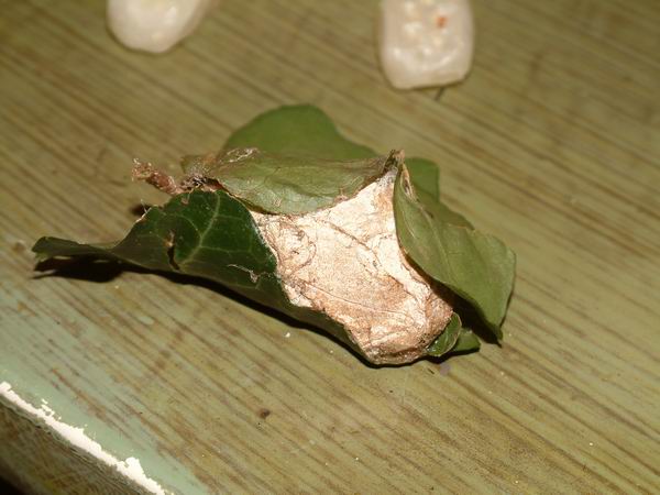 Cocoon ID please?