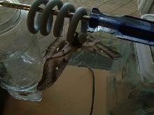 hanging polyphemus