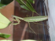 chinese mantid (i think)