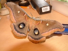 Polyphemus
