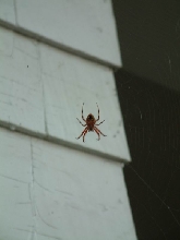 Mystery NC spider