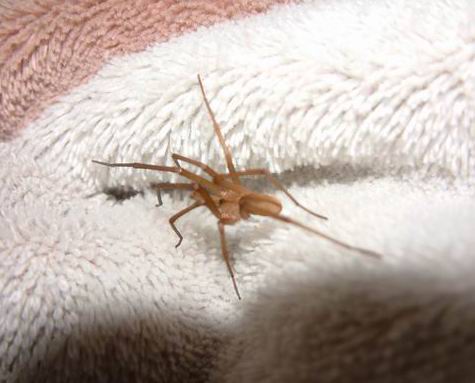 Is this a recluse?