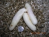 3 pyro eggs from previous pair