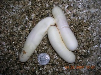 3 pyro eggs from previous pair