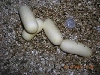 4eggs from 3 year old from original pair