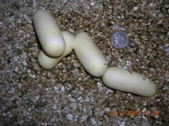 4eggs from 3 year old from original pair
