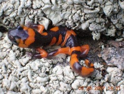 Ensatina