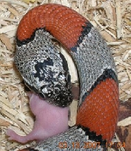 blaireat